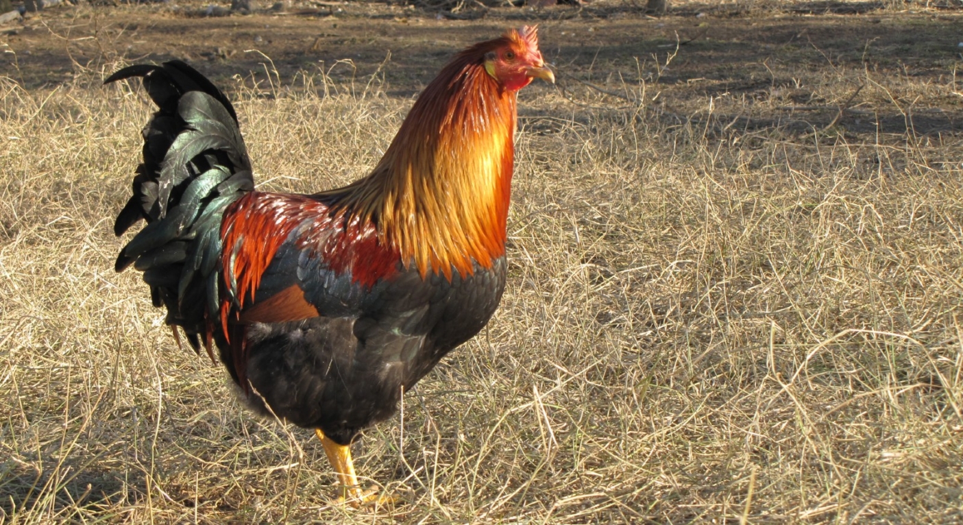 Il cappone di Morozzo - Foto p.g.c. Consorzio per la Tutela e la Valorizzazione del Cappone di Morozzo 