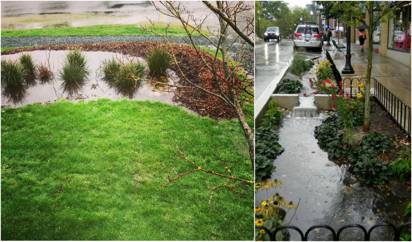 Alcuni esempi di rain gardens 