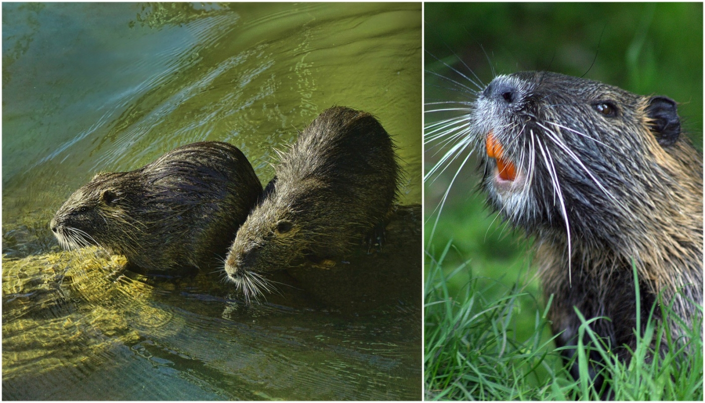 Sulla destra, una coppia di nutrie. A sinistra, un esemplare di castoro (Foto Pixabay)
