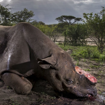 WildLife 2017, le foto vincitrici