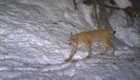 L'esemplare fototrappolato nel 2015- Foto p.g.c. Polizia Provinciale VCO 