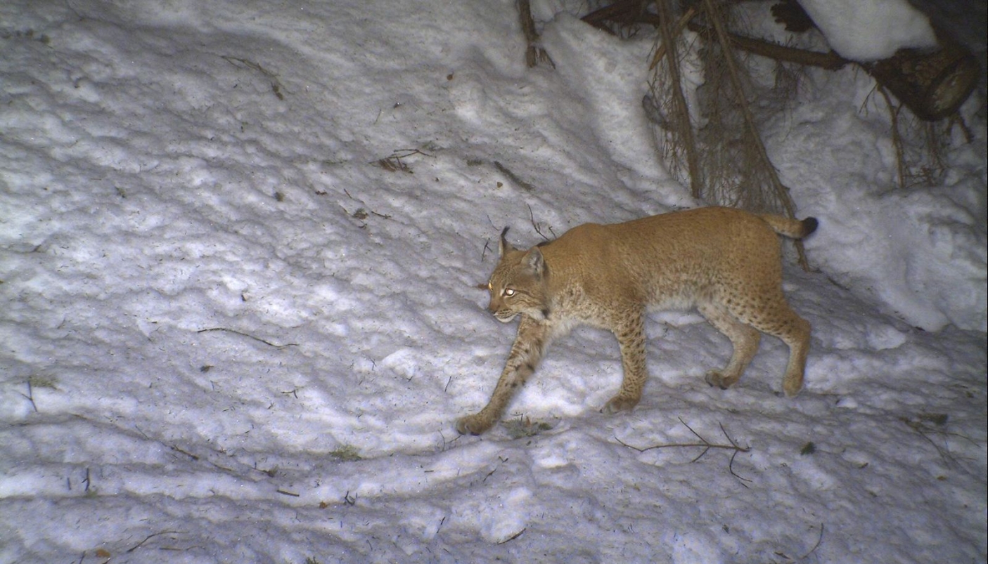 L'esemplare fototrappolato nel 2015- Foto p.g.c. Polizia Provinciale VCO 