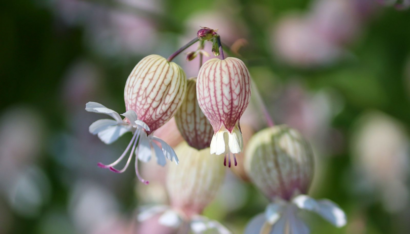 Silene vulgaris - Foto Pixabay