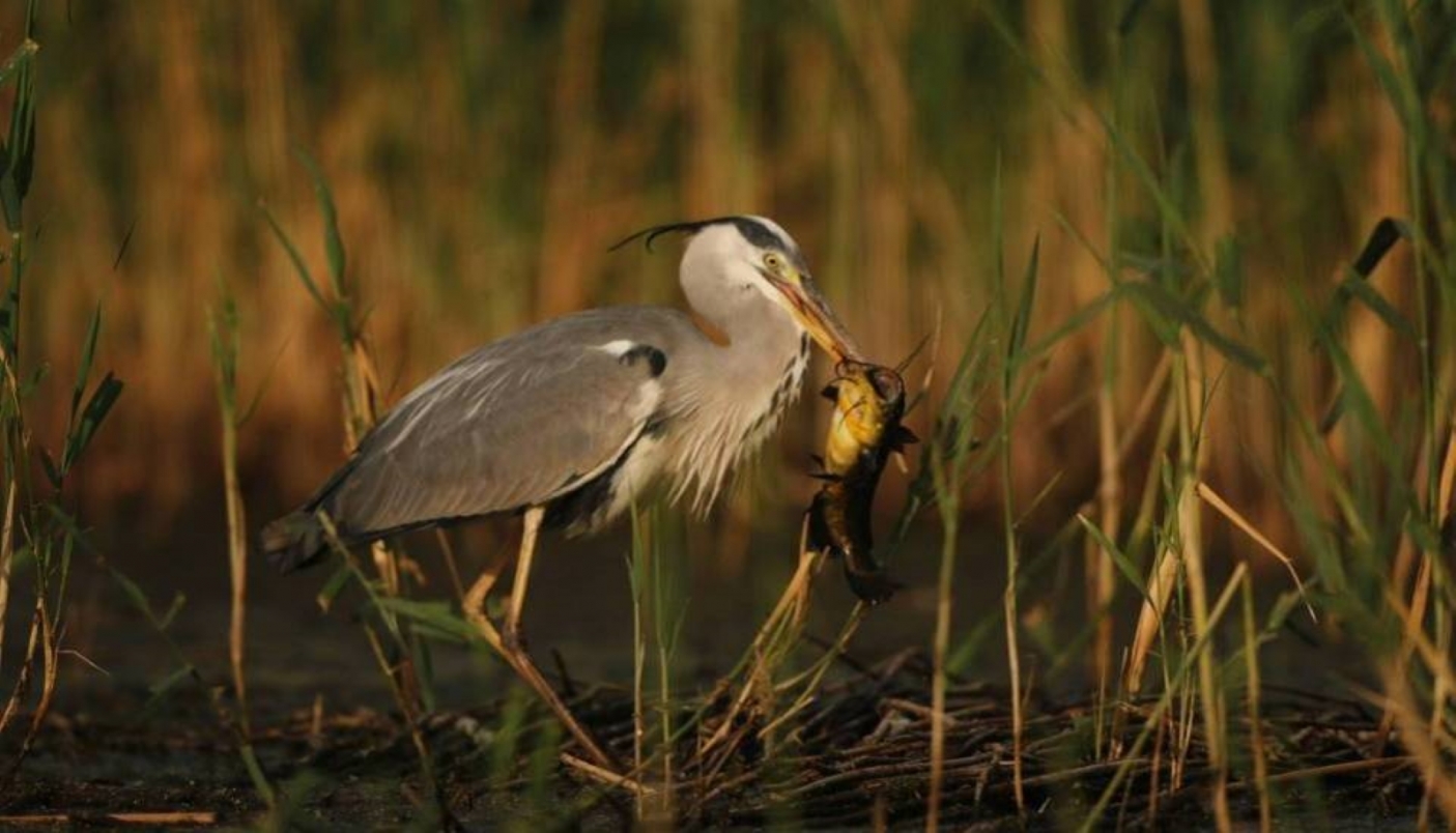Airone cenerino che tiene nel becco un pesce gatto 