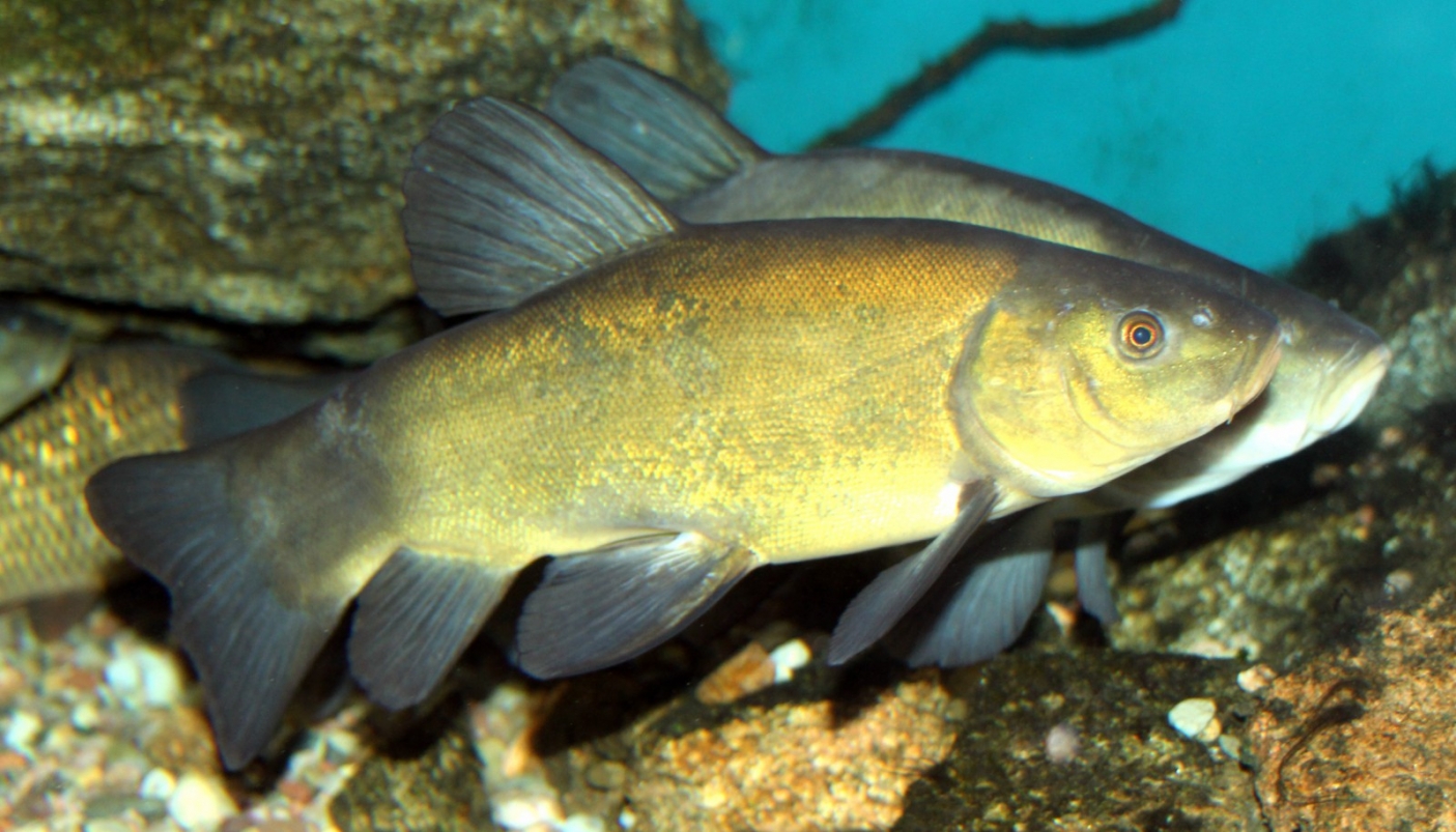 Esemplari di Tinca tinca in allevamento  