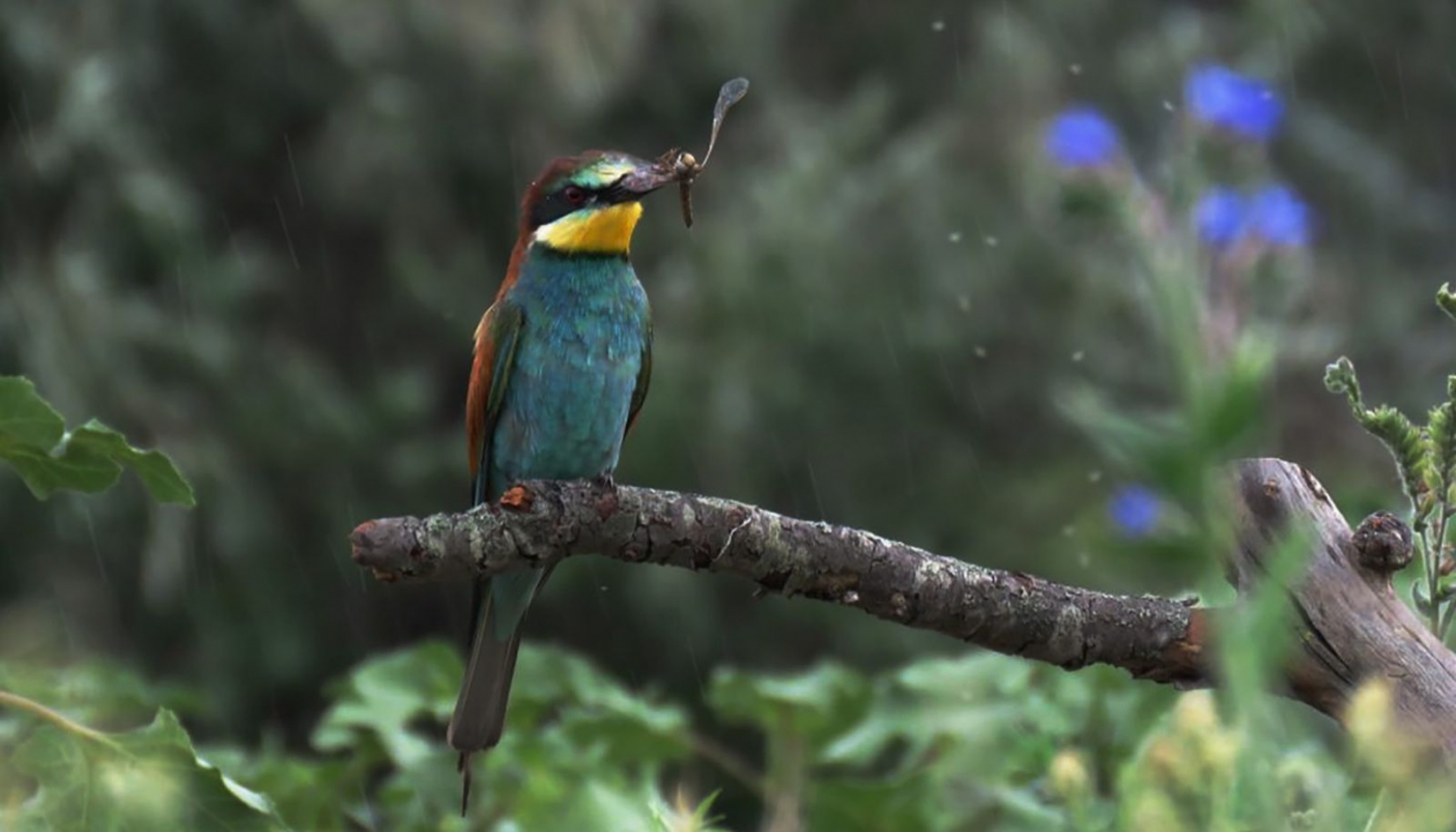 Gruccione con libellula nel becco - Foto F. Pino