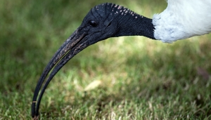 Ibis sacro - Foto Pixabay