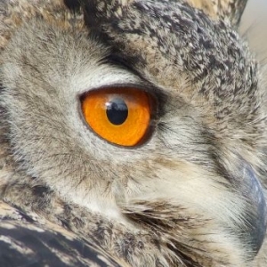 Aquila e gufo, i reali dell'Aspromonte