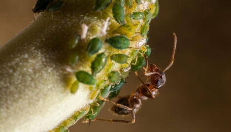 Formica ed afidi - Foto F. Crovetto 