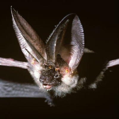 Orecchione in volo foto Campora/Cottalasso  - CeDrap