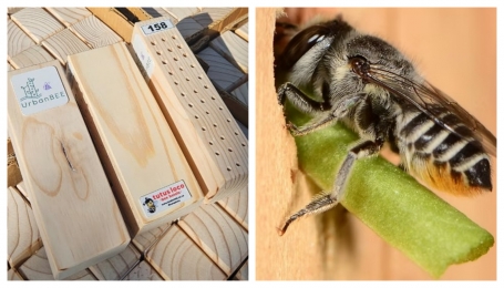 Foto dal sito del progetto myurbanbee.com 