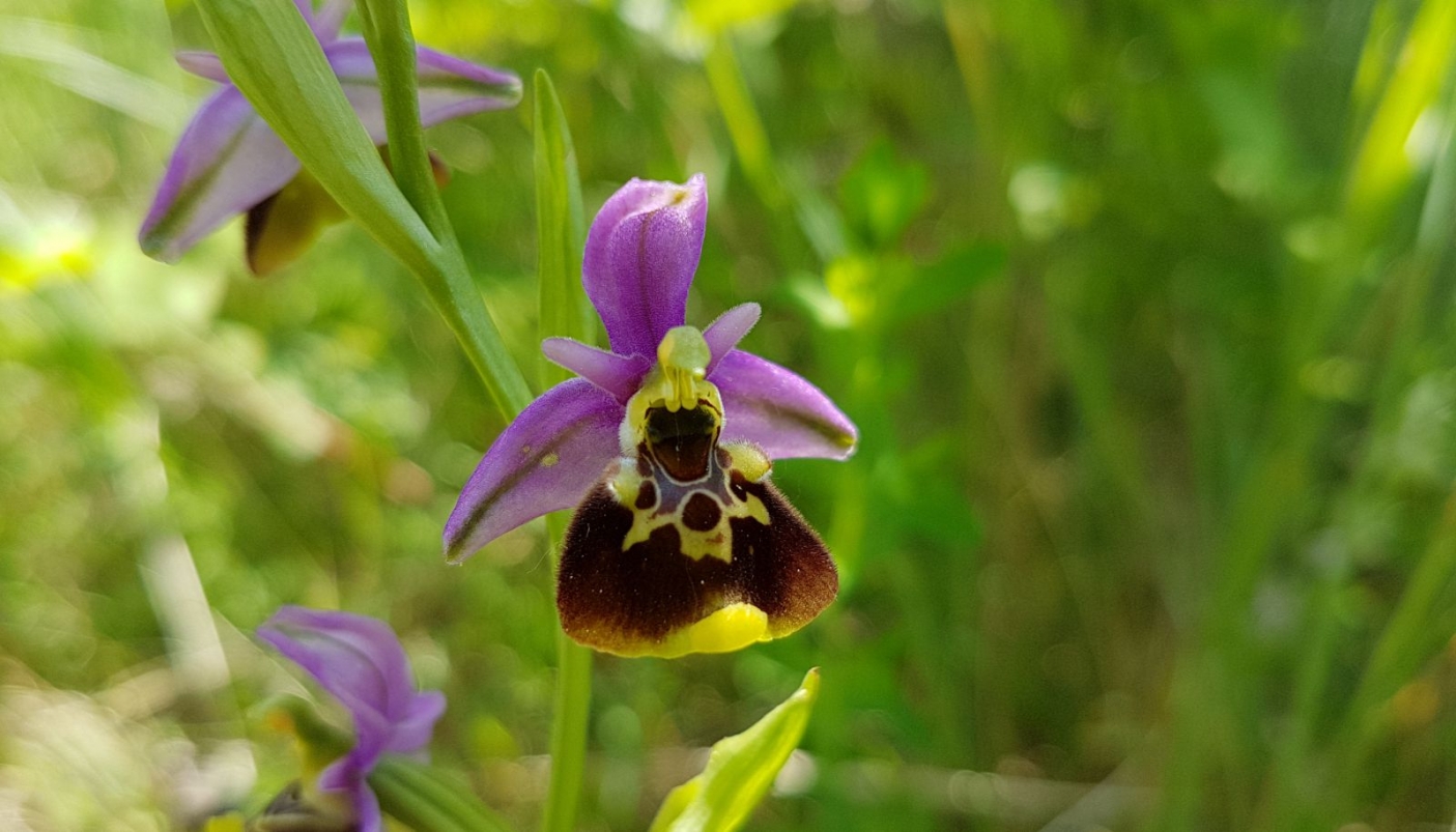 Esemplare di orchidea del genere Ophrys, il cui fiore imita il corpo di un insetto | Foto R. Amelotti 