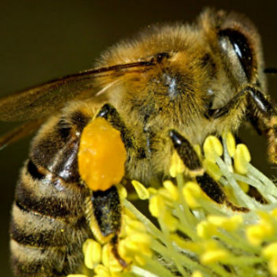 Avremo un futuro se rispetteremo le api