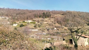 Il paesaggio collinare del Comune di Chiaverano tra bosco e terrazzamenti - Foto Arch. Associazione Fondiaria La Serra