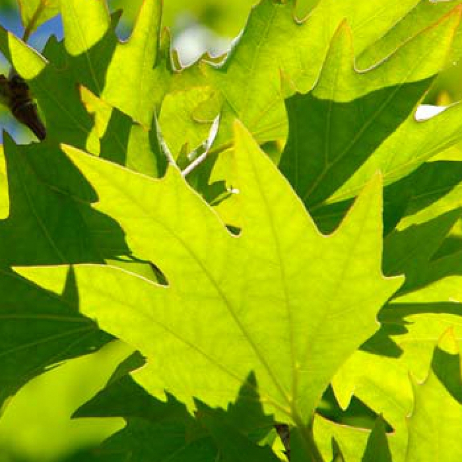 Canto, musica e natura: un connubio sublime