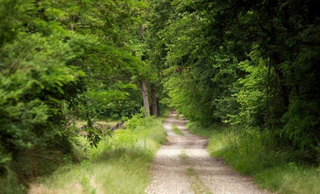 Il Bosco delle Sorti della Partecipanza di Trino - Archivio Ente di gestione delle Aree protette del Po piemontese  