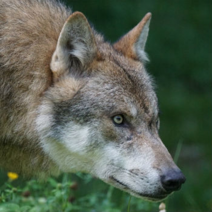 A proposito di lupo, #Meetanewfriend