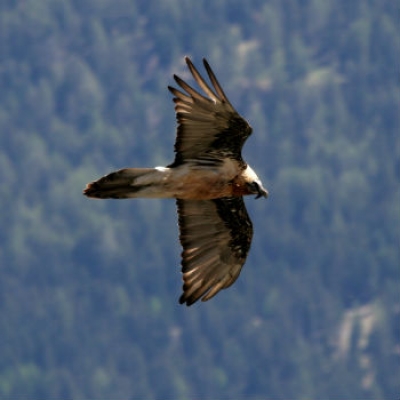 Il gipeto torna a nidificare in Valle di Cogne