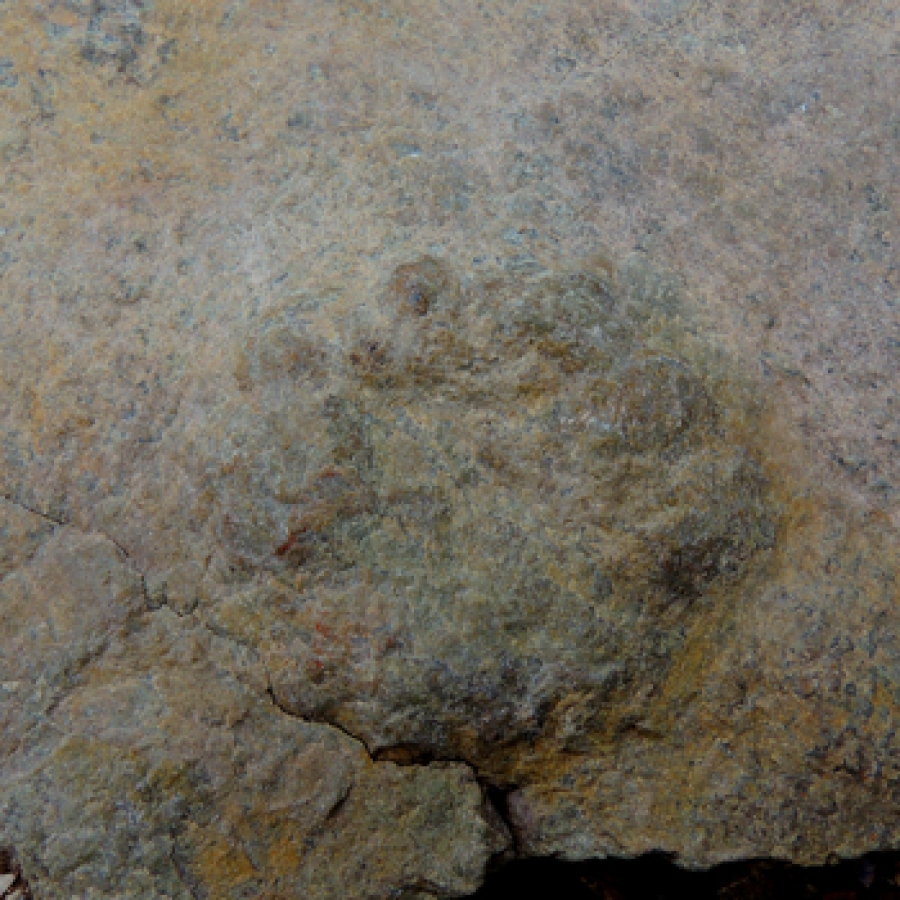 le orme del dinosauro foto A.Molino