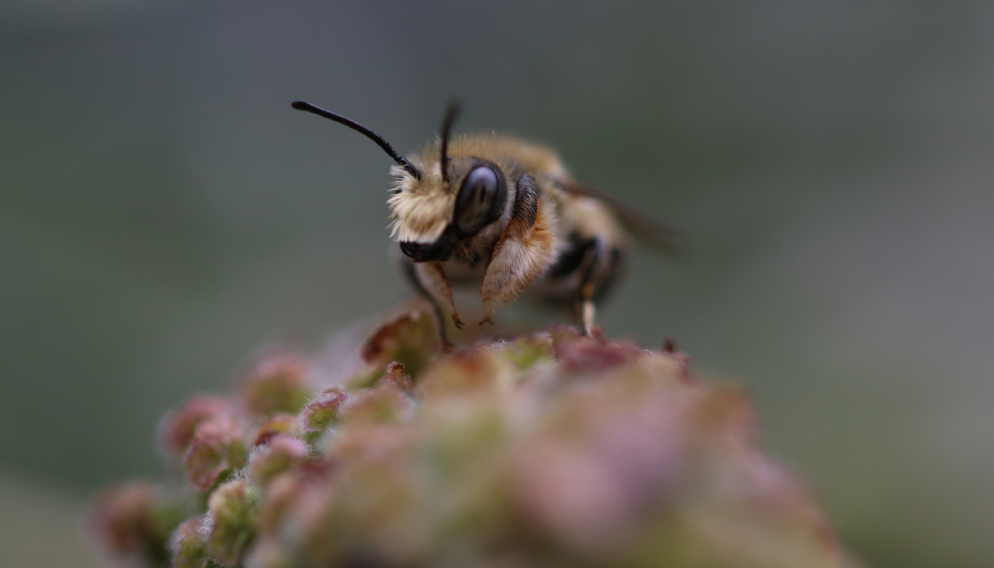 Primo piano di un&rsquo;ape solitaria scattato da Sofia Apicella, volontaria del progetto 