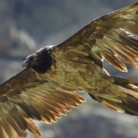 Gipeto e Gran Paradiso, un amore senza fine