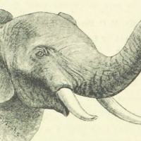 S.O.S. biodiversit&agrave;