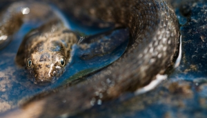 La Natrice tassellata, esempio di adattamento e resilienza
