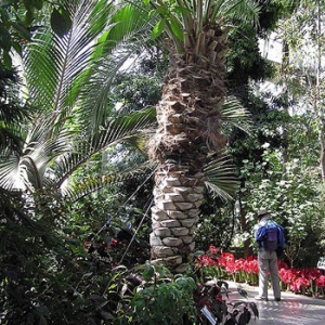 Un piemontese in Algeria. Il giardino Marengo