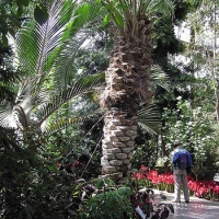 Un piemontese in Algeria. Il giardino Marengo