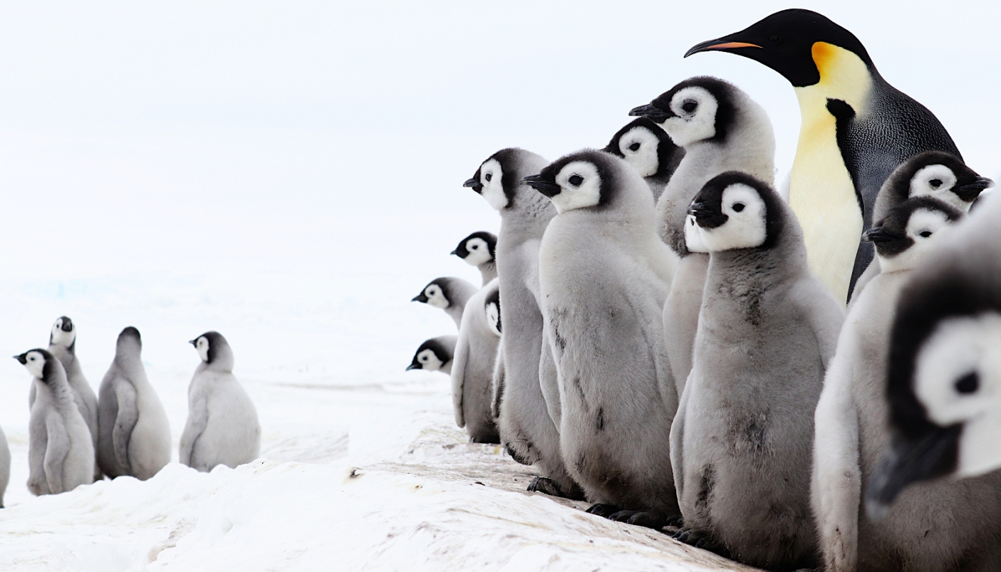 Uno dei pinguini oggetto di studio della ricerca - Foto C. Mermillon  