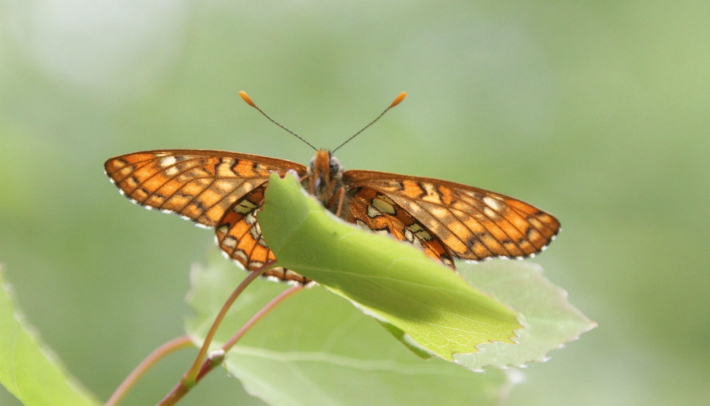 Euphydryas maturna Peter von Bagh ( CC | https://www.flickr.com/photos/petervonbagh/)