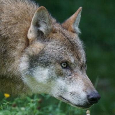 Paura del lupo? Ricordiamoci che &egrave; un animale selvatico