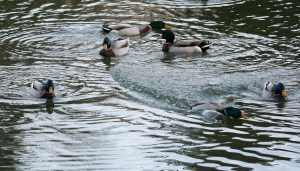 Piacevoli incontri lungo i torrenti delle vallate alpine