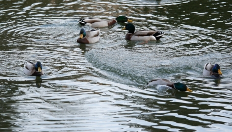 Piacevoli incontri lungo i torrenti delle vallate alpine