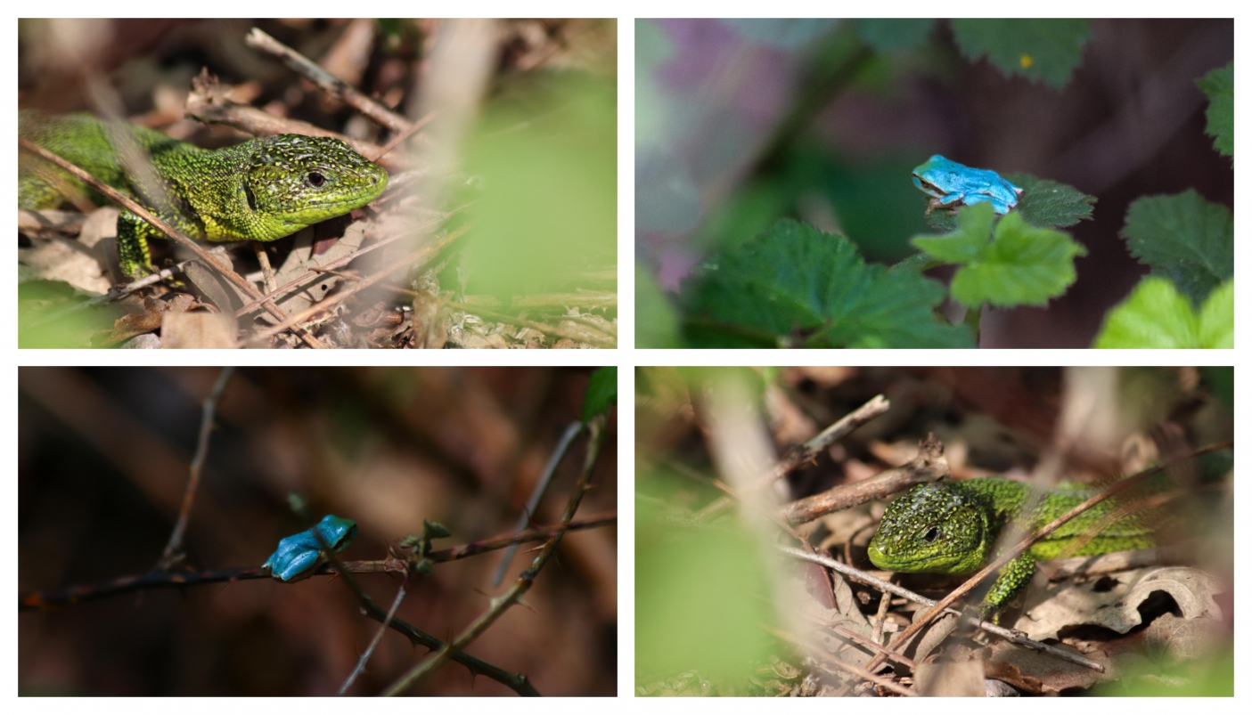 Raganella turchese (Hyla intermedia) e ramarro (Lacerta bilineata) - Foto E. Longo 