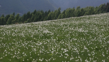 Narcisi in primo piano e conifere sullo sfondo  | Foto T. Farina / CeDrap