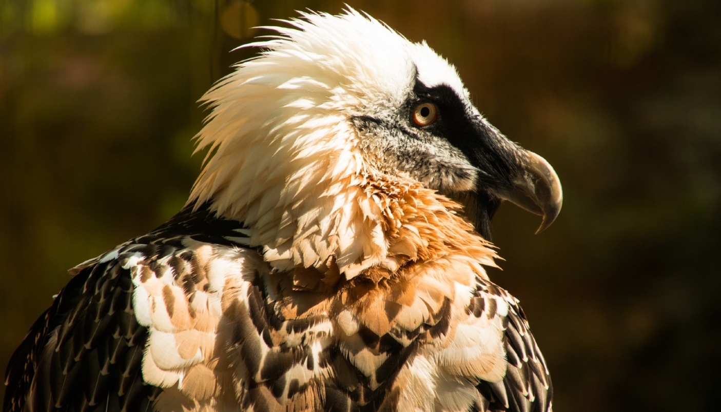 Il barbuto riconquista i cieli