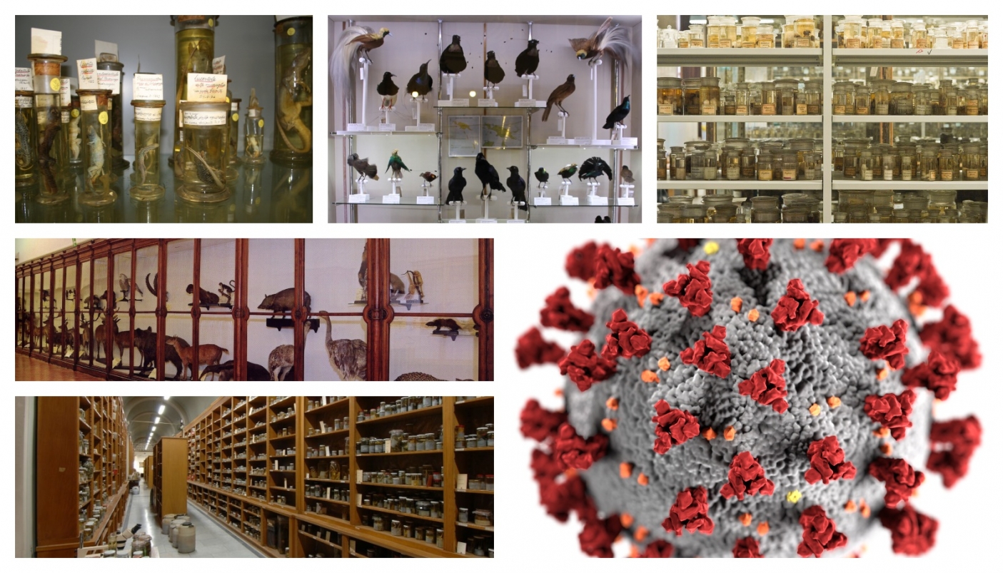 Dall'alto, in senso orario: esempi di collezioni zoologiche conservate in diversi musei naturalistici: Museo Zoologico del Seminario Vescovile di Treviso, Museo Civico di Storia Naturale di Genova, Museum f&uuml;r Naturkunde (fotografia di H. Grobe/AWI CC 3.0), Museo di Storia Naturale di Firenze (fotografia di S. Bambi), storico Museo di Zoologia dell&rsquo;Universit&agrave; di Torino. Altre fotografie di F. Andreone / Archivio MRSN 