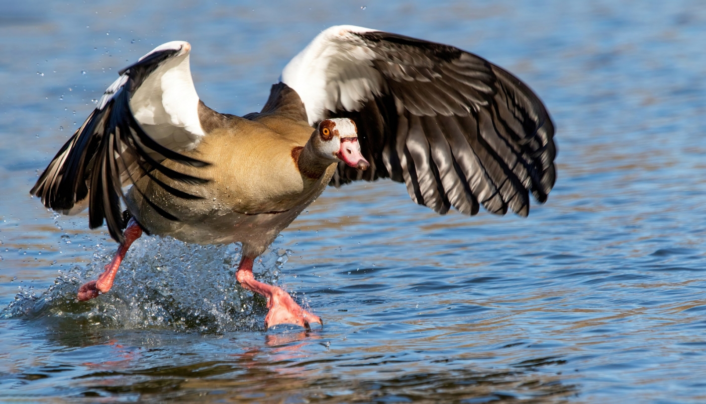Oca egiziana - Alopochen aegyptiaca Wikimedia - Alexis Lours