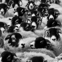 L'effetto gregge esiste