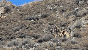 Colti in flagrante, un accoppiamento tra lupi in natura