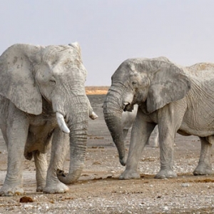 L'Unione europea contro il traffico illegale di specie selvatiche