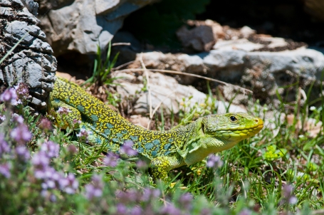 Timon lepidus maschio - Foto F. Crovetto 