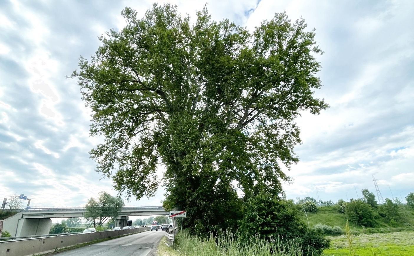 Il Platano di Napoleone - Foto. T. Fratus 