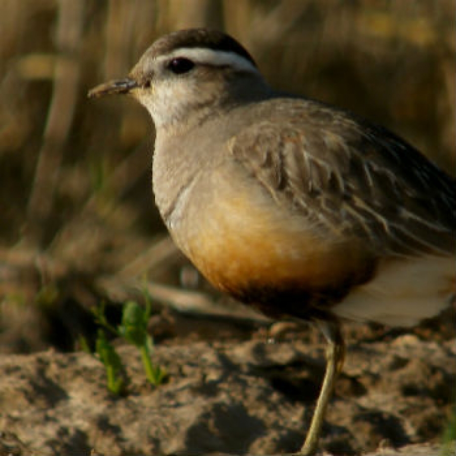 Metti un piviere tortolino a Salbetrand...