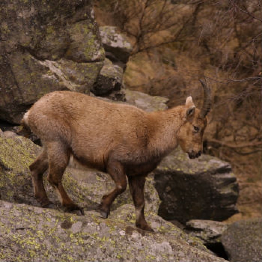 Censimento invernale degli stambecchi in Val Troncea