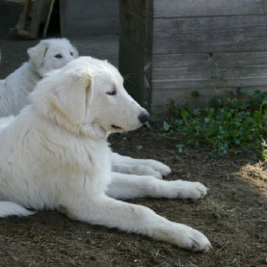 Nove cuccioli di cane da pastore per 'difendersi' dal lupo