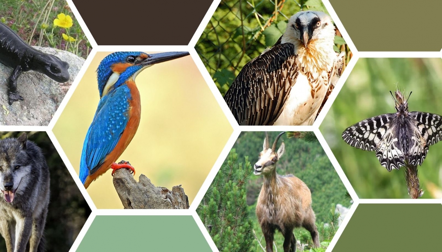 La fauna dei parchi naturali del Piemonte