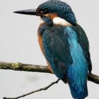 Martin pescatore, la freccia azzurra