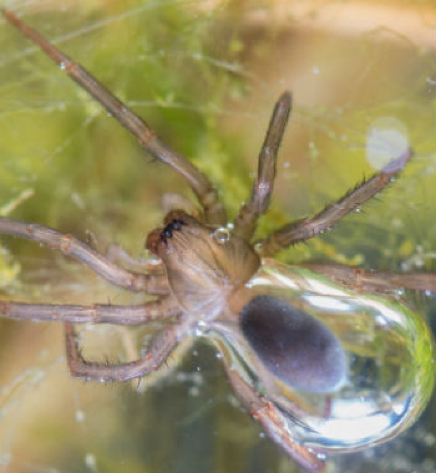 Ragno palombaro: una vita da sub a 8 zampe